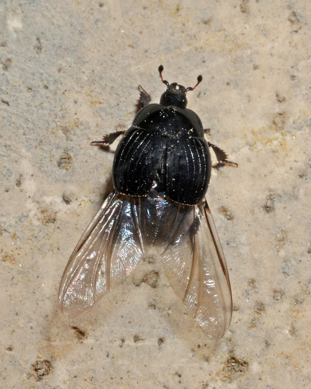 Histeridae da determinare